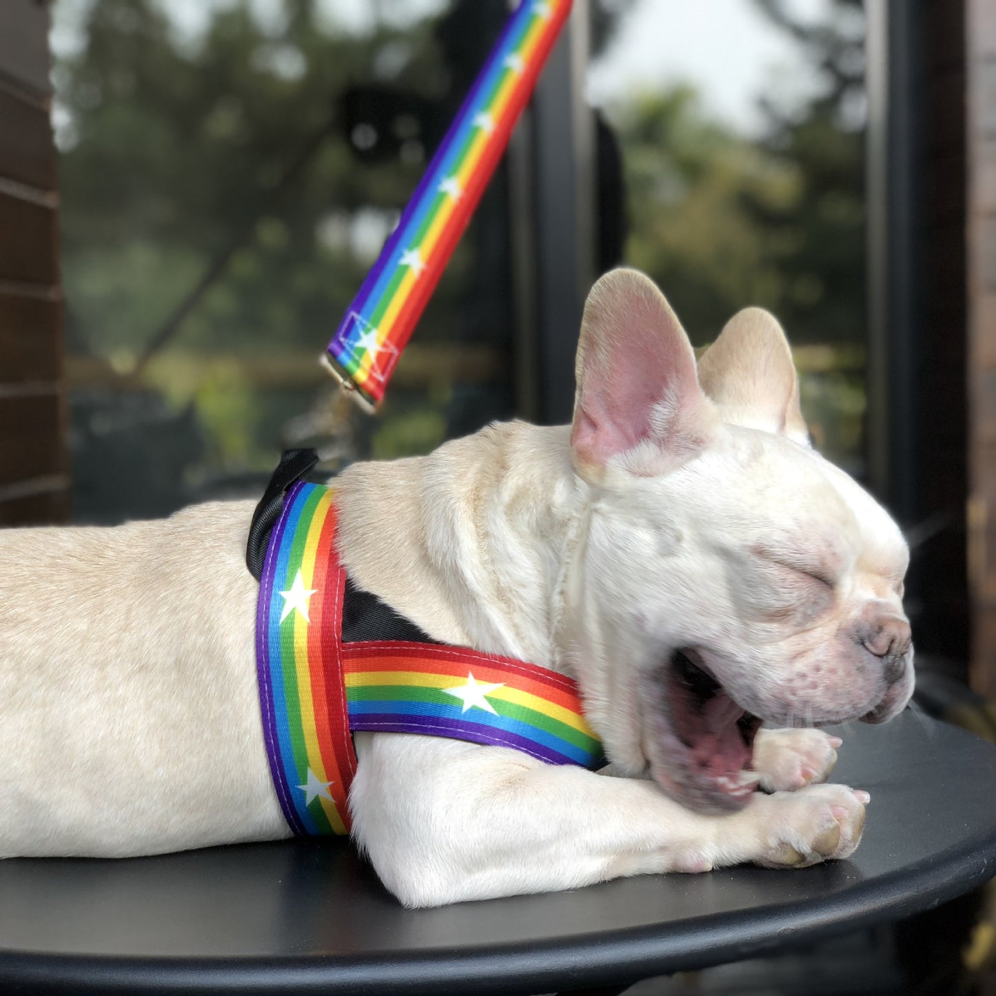 Cute Rainbow Dog Harness