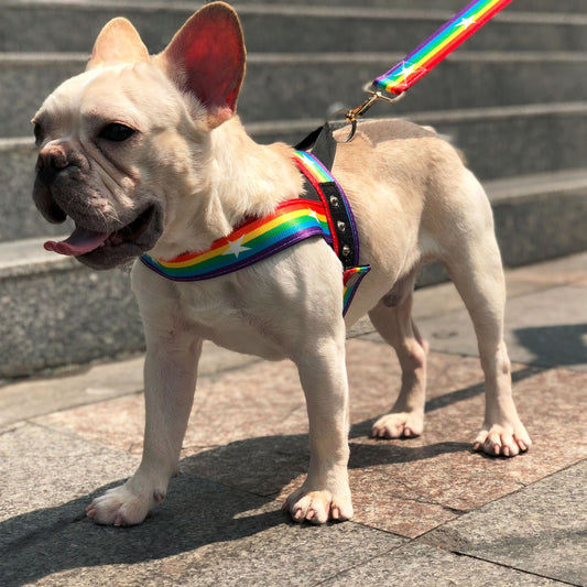 Cute Rainbow Dog Harness