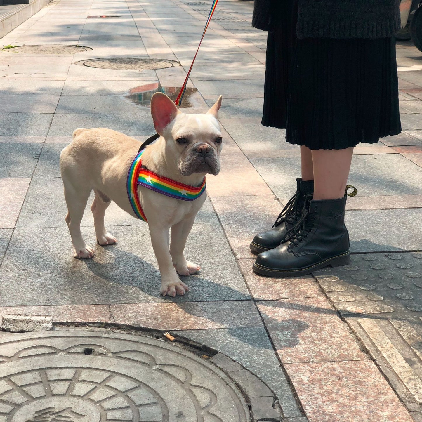 Cute Rainbow Dog Harness