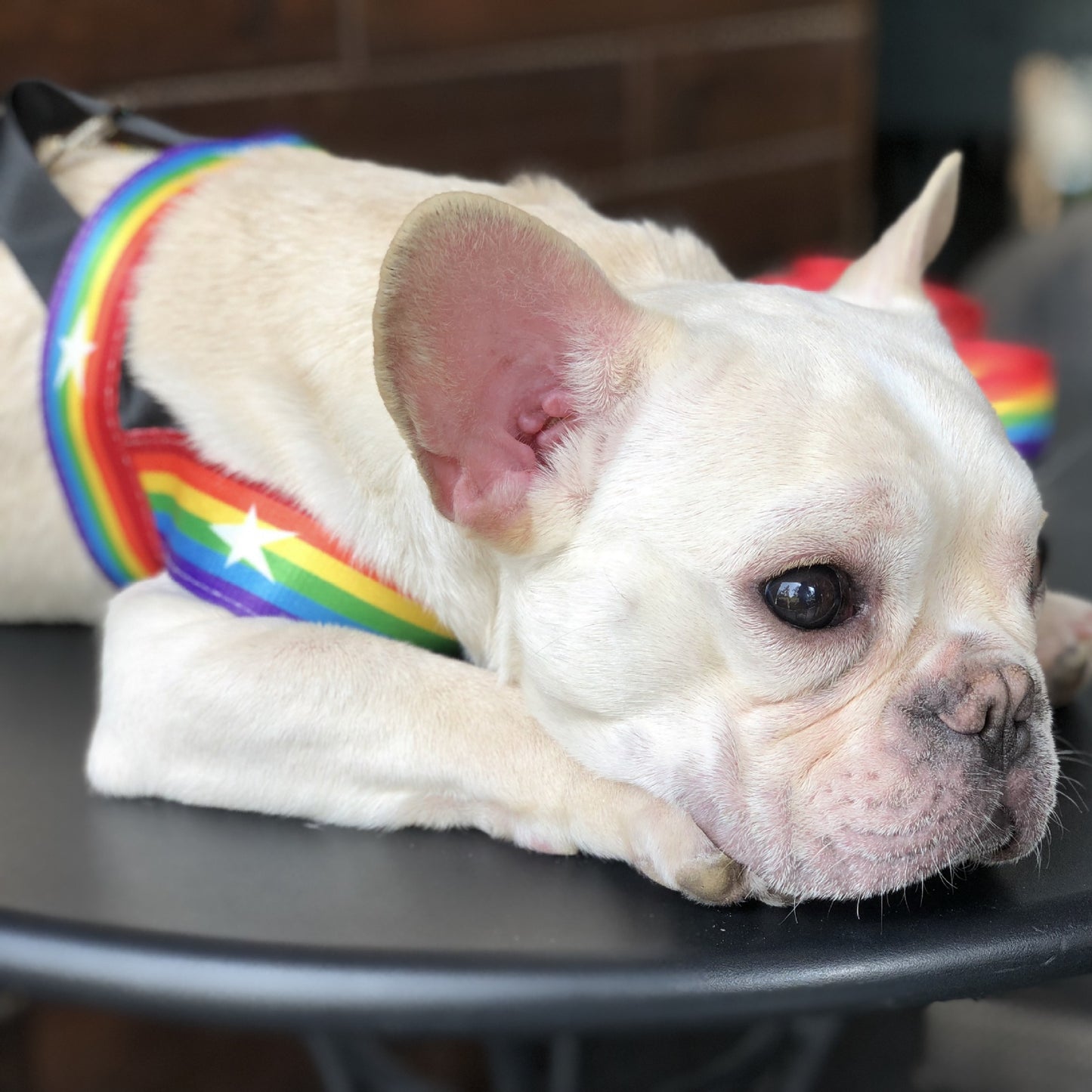 Cute Rainbow Dog Harness