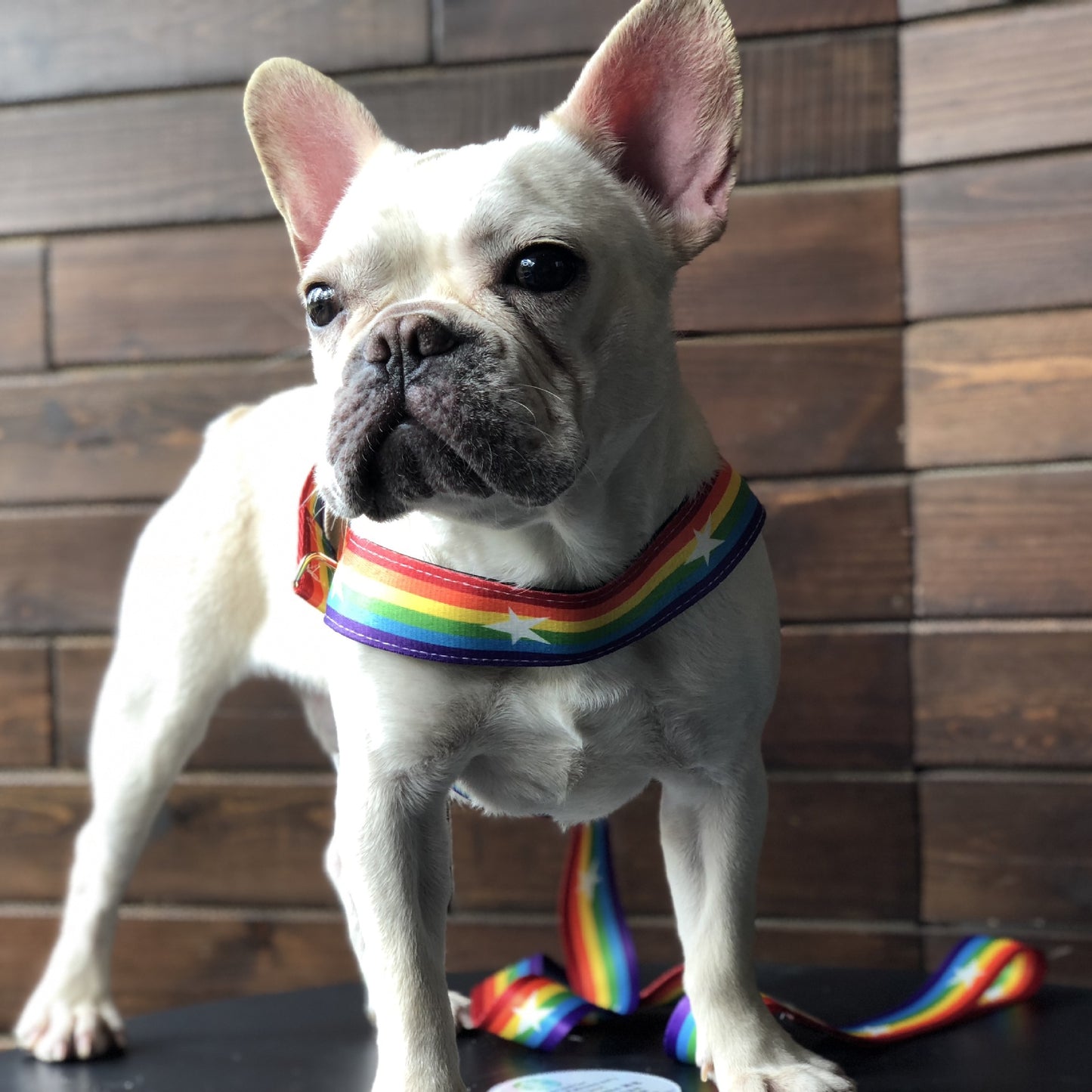 Cute Rainbow Dog Harness