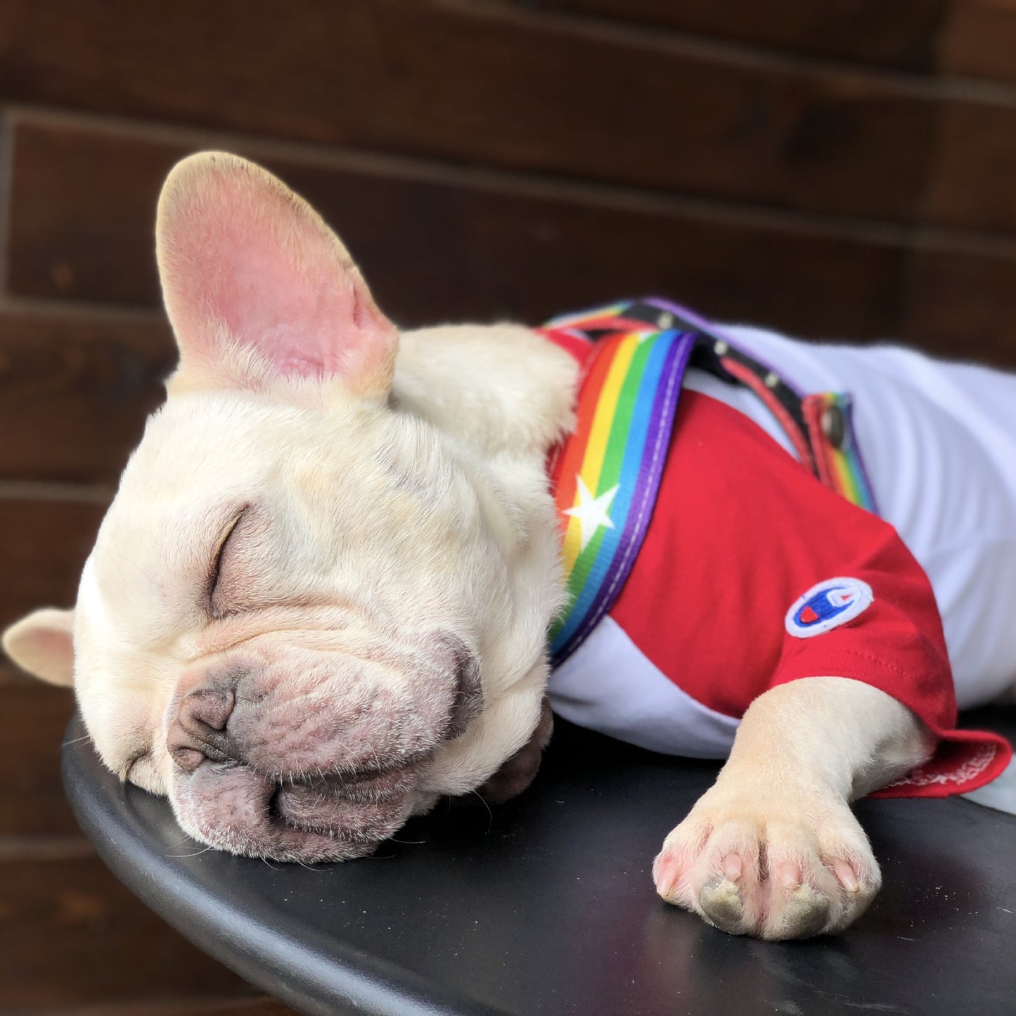 Cute Rainbow Dog Harness